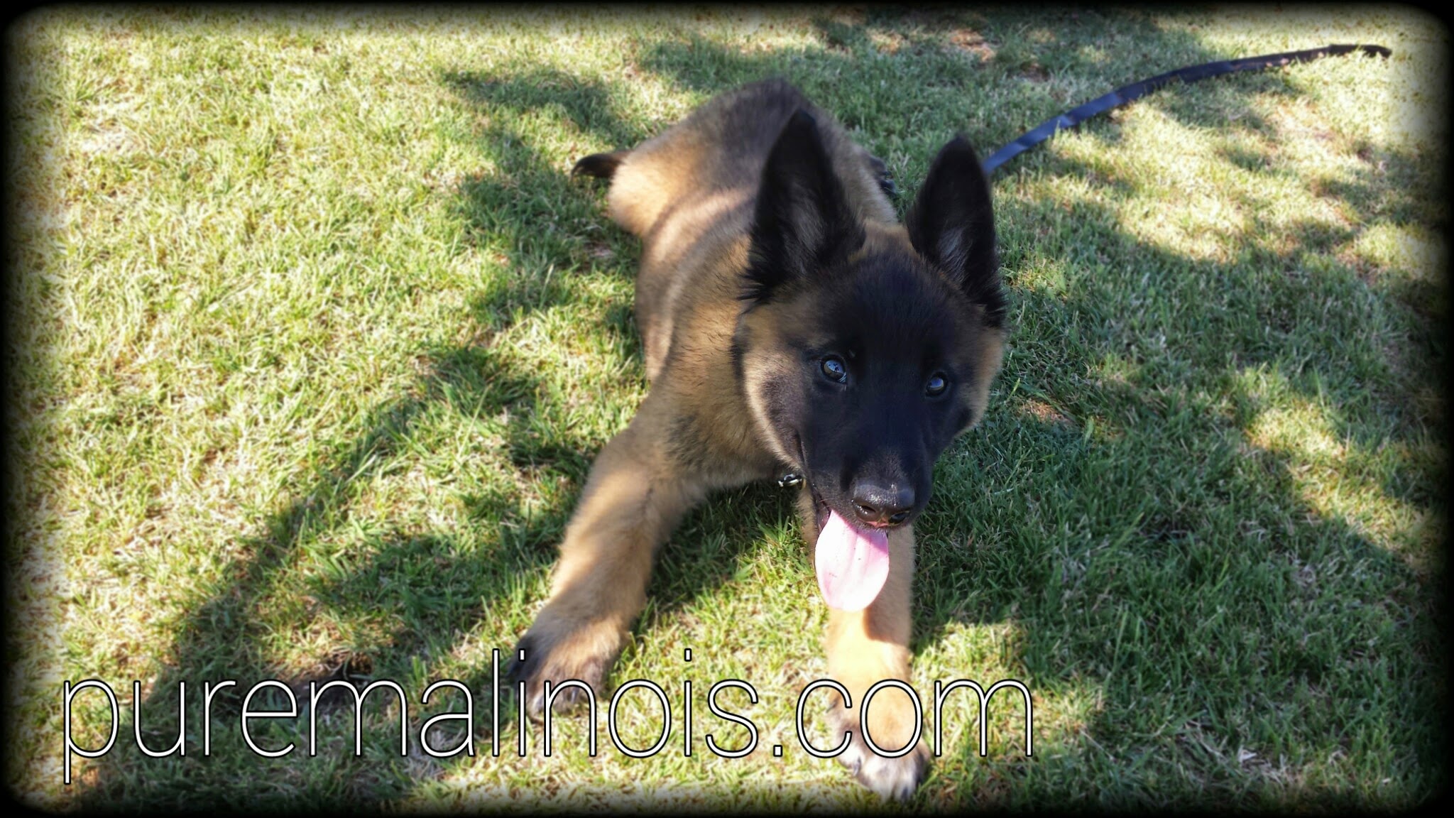 AKC Belgian Malinois Puppies For Sale in California Pure Malinois