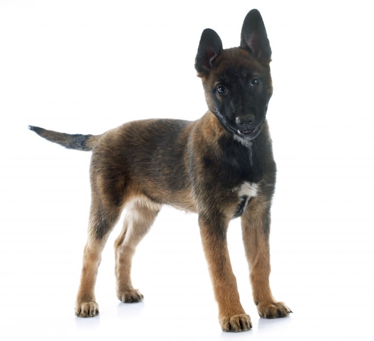 AKC Belgian Malinois Puppies For Sale In California – Pure Malinois