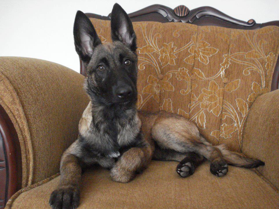 belgian malinois puppies for sale