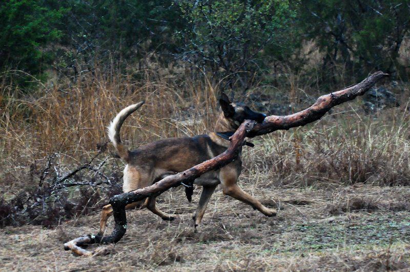 hiking with belgian malinois