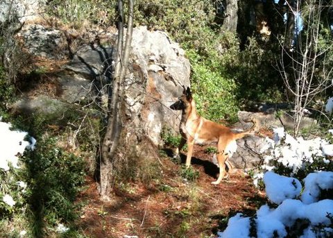 hiking with belgian malinois