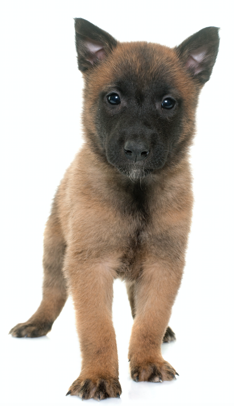 AKC Belgian Malinois Puppies For Sale & Adoption Texas – Pure Malinois