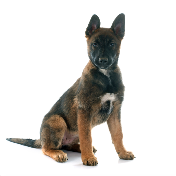 Malinois breeders of texas puppies for sale