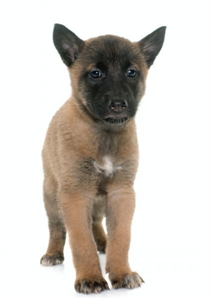 Belgian Malinois Puppies For Sale Arizona