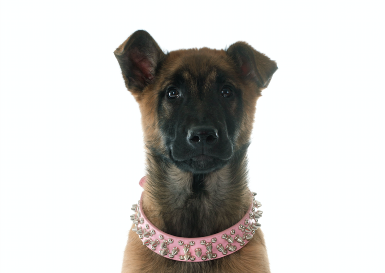 What are some tips on training a Belgian Malinois? Pure Malinois