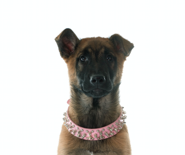 Why are the ears on some Belgian Malinois floppy? Pure Malinois