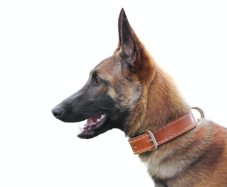 Why are the ears on some Belgian Malinois floppy? Pure Malinois