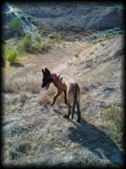 Belgian Malinois In Mountains