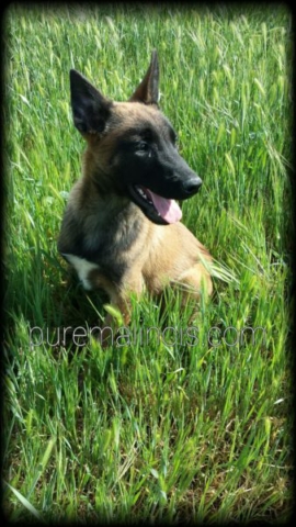 Belgian Malinois In The Grasses