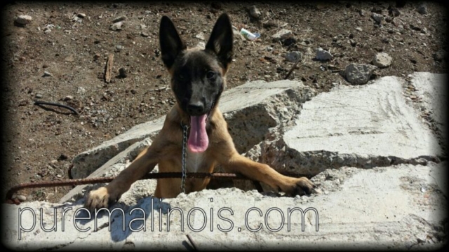 Belgian Malinois Puppies In Concrete Rubble Training For Search And Rescue