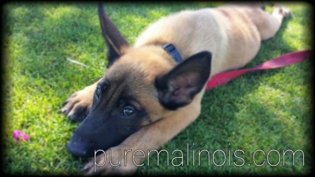 Belgian Malinois Puppy After Exercise