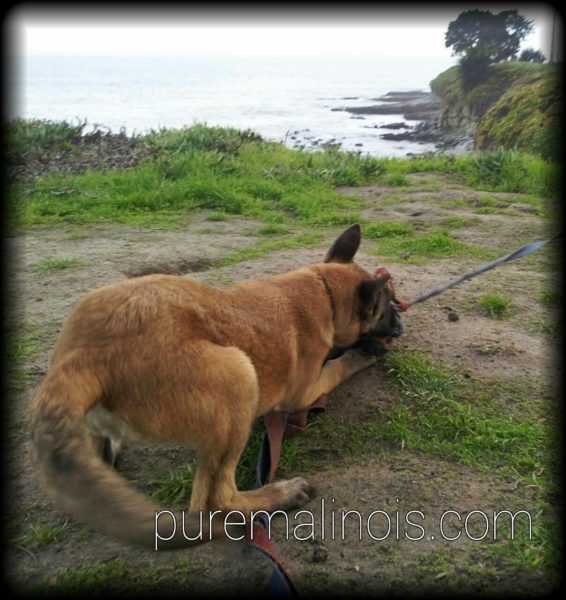 Belgian Malinois Puppy At The Edge Of The Ocean