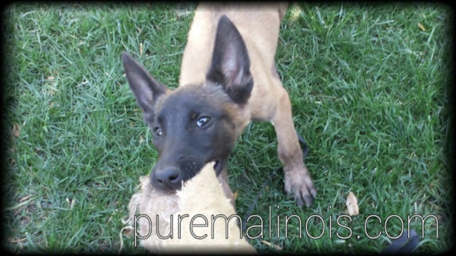 Belgian Malinois Puppy Biting The Rag While Keeping Eye Contact With The Handler