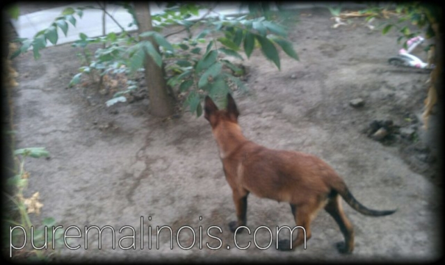 Belgian Malinois Puppy By The Garden