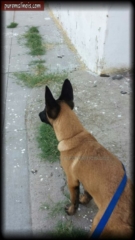 Belgian Malinois Puppy Caught In A Bad Neighborhood