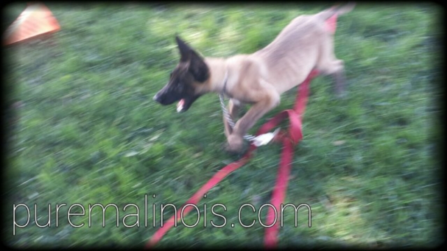 Belgian Malinois Puppy Caught In Action