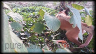 Belgian Malinois Puppy In The Jungle