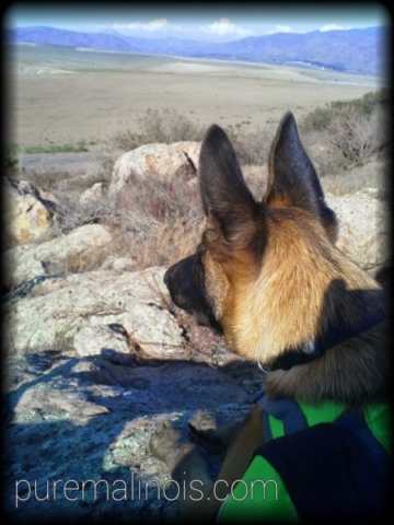 Belgian Malinois Puppy Looking Over The Mountains In The Middle Of A Hike