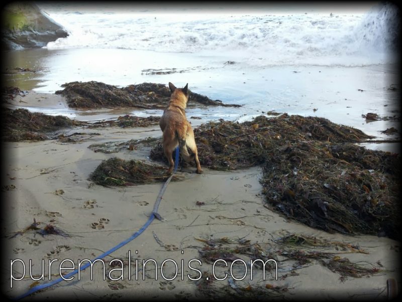 Belgian Malinois Puppy Ready To Run Away From The Raging Ocean Waves