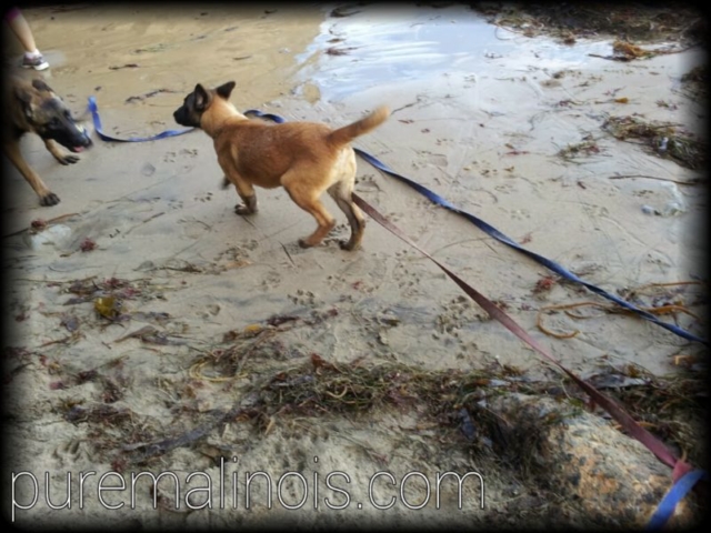 Belgian Malinois Puppy Running In The Sand