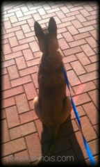 Belgian Malinois Puppy Sitting On Brick Floor Watching Attentively