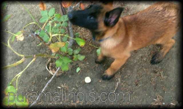 Belgian Malinois Puppy Smelling Plants In The Garden