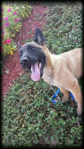 Belgian Malinois Puppy Smiling At His Owner