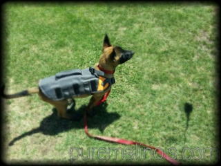 Belgian Malinois Puppy Waiting To Jump On Prey