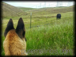 Belgian Malinois Puppy Watching A Strange Animal