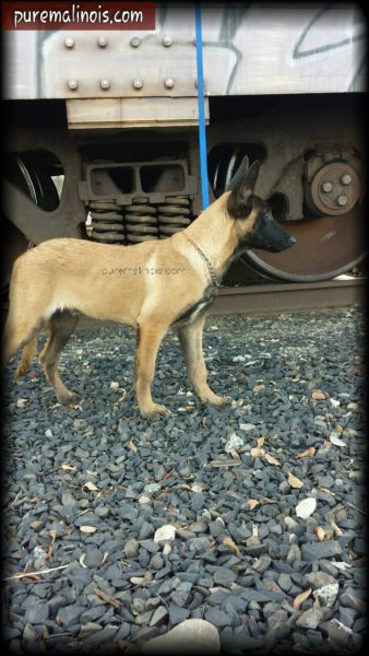 Belgian Malinois Puppy With A Tagged Train In The Background