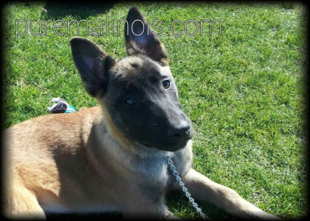Belgian Malinois Puppy With Deep Look