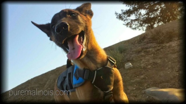 Belgian Malinois Puppy With Dirt On His Tongue
