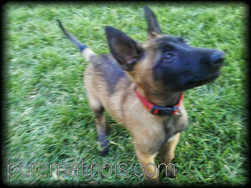 Belgian Malinois Puppy With Erect Ears and Erect Tail