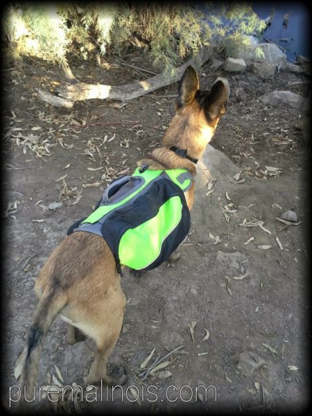 Belgian Malinois Puppy With Green Backpack During A Hike