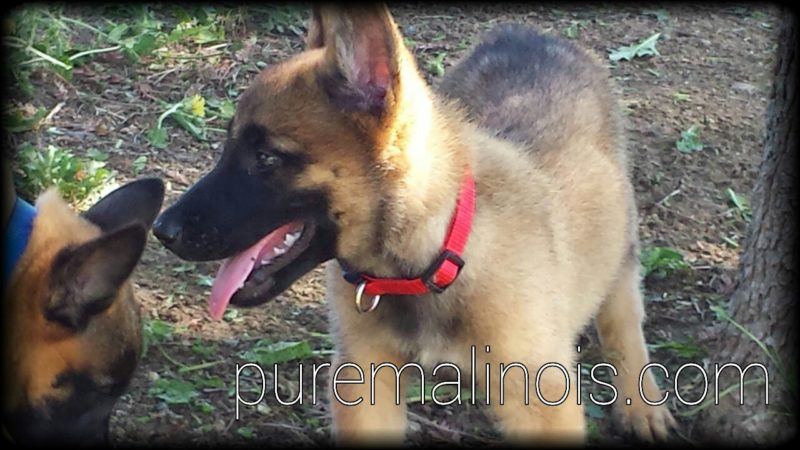 Belgian Malinois Puppy With Red Collar