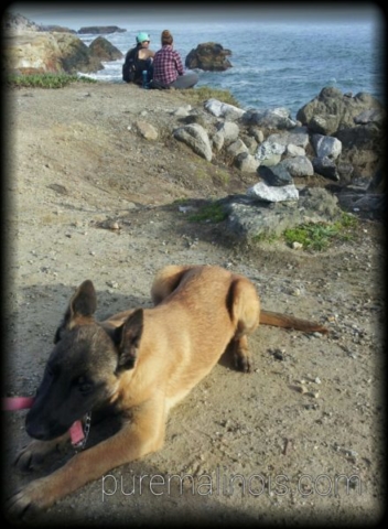Belgian Malinois Puppy With The Pacific Ocean As The Background