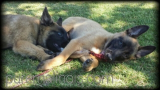 Belgian Malinois Siblings Laying On Their Side