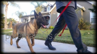 Belgian Malinois Walking In His Neighborhood
