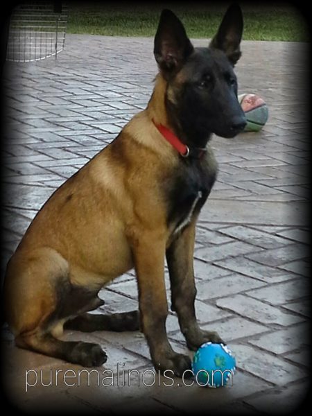 Belgian Malinois With A Frowned Look