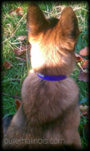 Belgian Malinois With Red Coat and Purple Collar