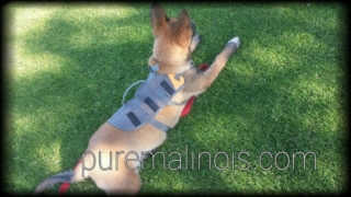 Belgian Malinois Without His Backpack