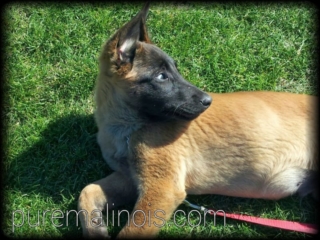 Cute Belgian Malinois Puppy Looking Back