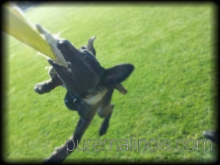 Example Of Belgian Malinois Jaw Strength