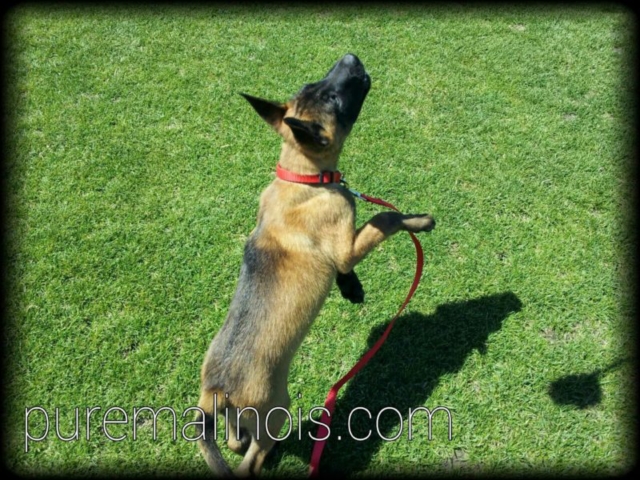 Example Of Belgian Malinois Puppy With Dark Haired Back