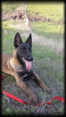Example Of Belgian Malinois With Full Dark Face