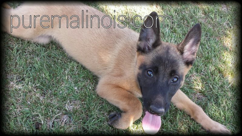 Example Of Classic Fawn Coat On A Belgian Malinois Puppy
