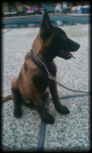 Example Of Malinois With Intense Dark Face And Dark Chest