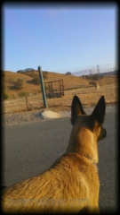 Fawn Coat Belgian Malinois Looking At Farm Animals