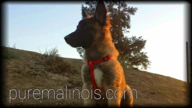 Fluffy Belgian Malinois Puppy By The Hill Watching Attentively