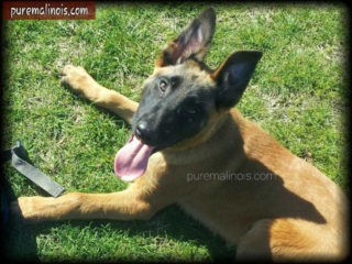 Iconic Belgian Malinois Look
